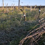 Taille Clos de l'Elu
