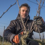 Taille Clos de l'Elu Xavier