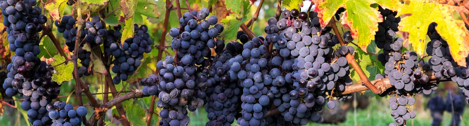 Le terroir