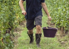 Vendanges 2022 : c’est plié