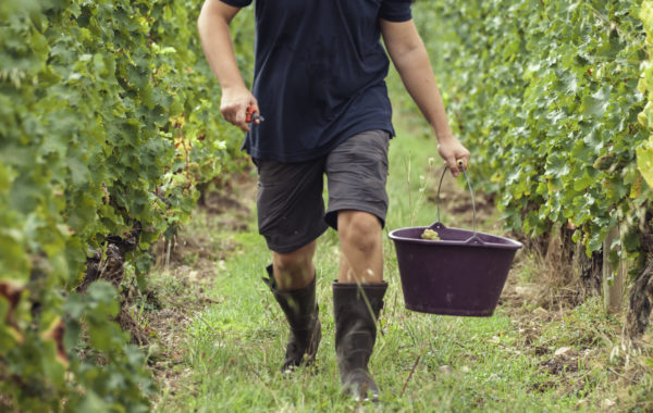 Vendanges 2022 : c’est plié